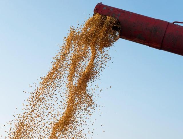 Venda de sementes para o setor agrícola: como escolher o fornecedor certo