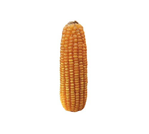 BM 890 Agrisure Viptera 3