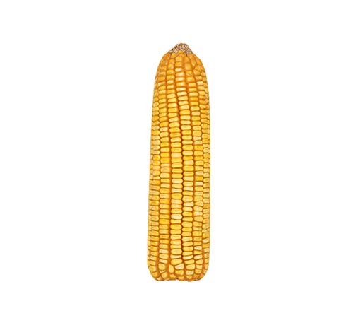 BM 3063 BTMAX