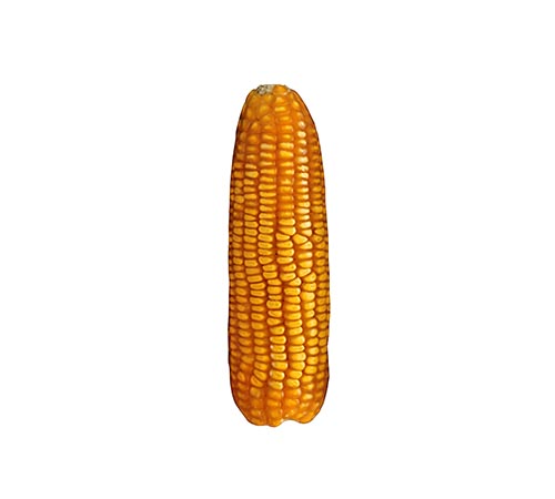 BM 166 Agrisure Viptera 3