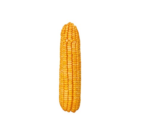 BM 880 Agrisure Viptera 3
