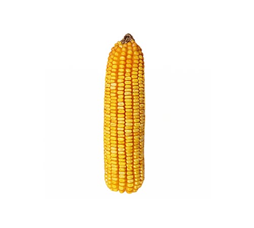 BM 3069 BTMAX
