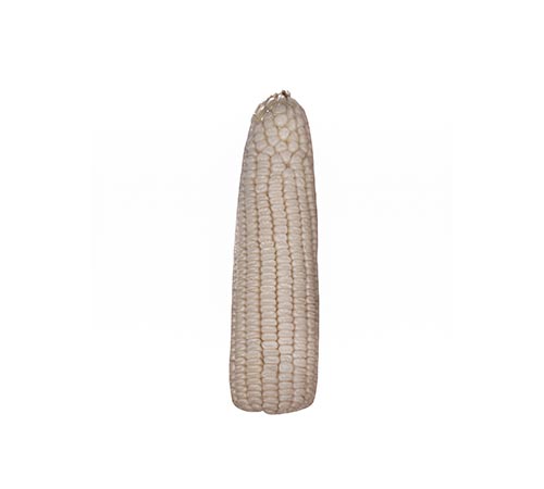 BMB 600