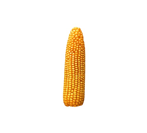BM 990 Agrisure Viptera 3